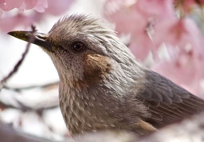 Close-up of a brown eared bulbul in cherry blossoms 