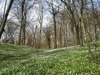 Trees in forest