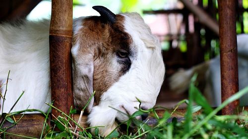 Close-up of a goat