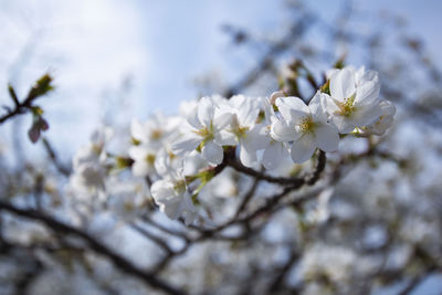 Close-up of white cherry blossom tree