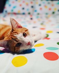 Close-up of cat relaxing on bed at home