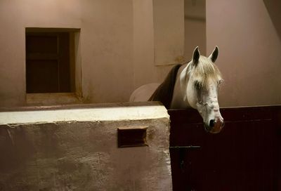 Horse in stable