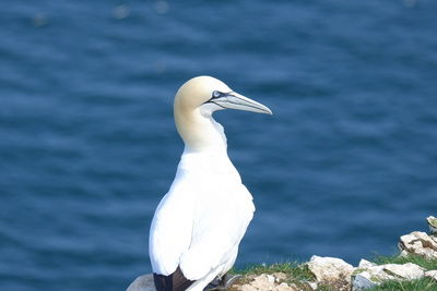 Close-up of white heron on rock against sea