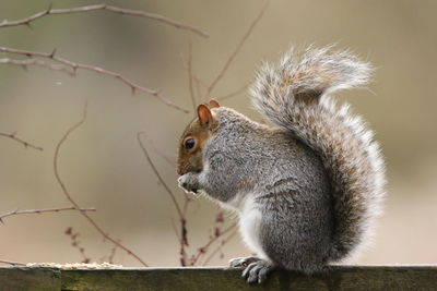 Close-up of squirrel