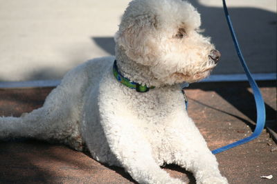 Close-up of large poodle sitting outdoors