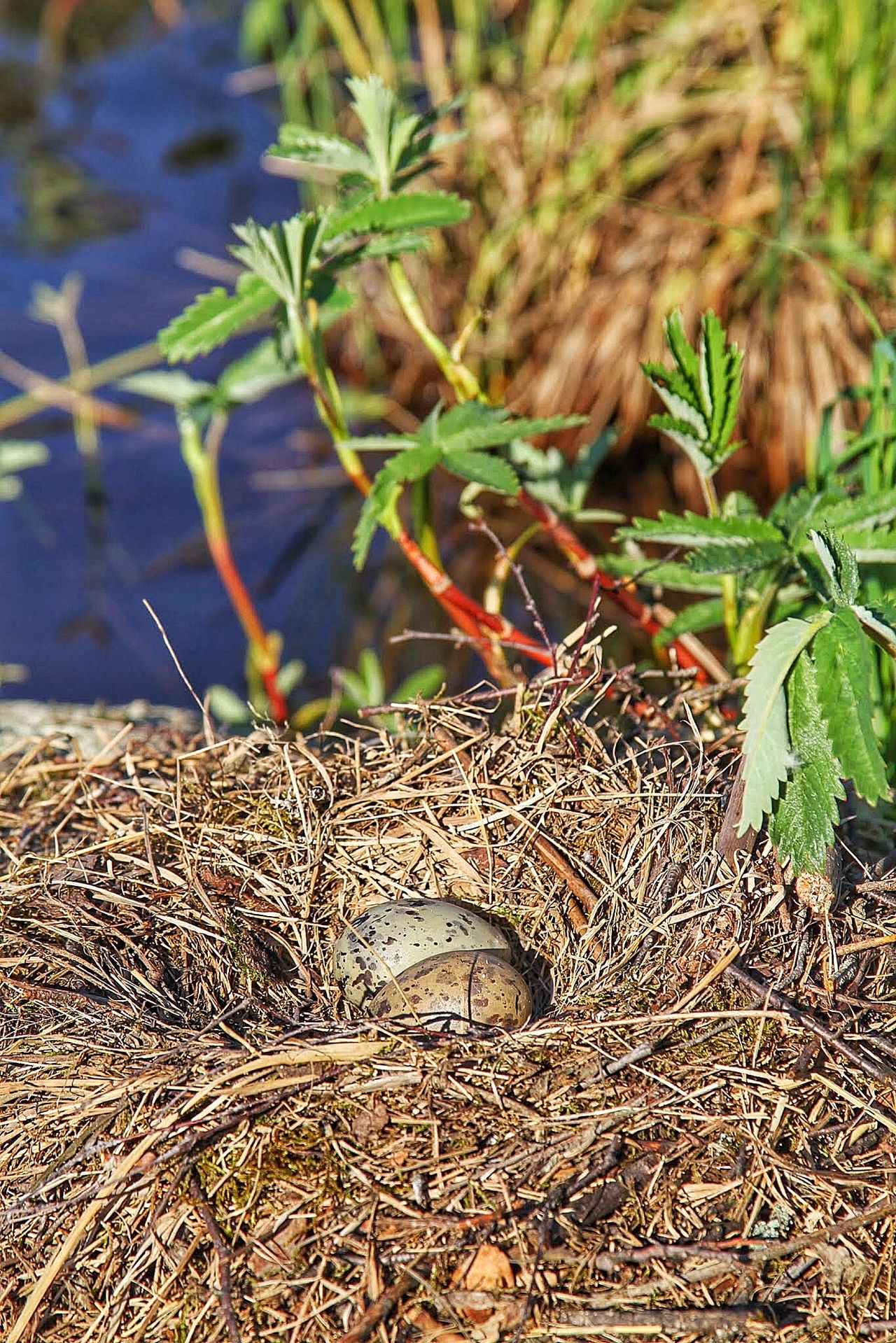 Berd nest