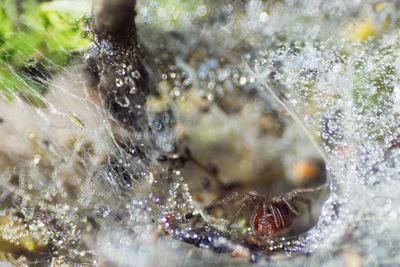 Close-up of spider on web