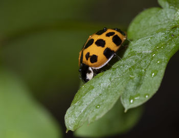 Close-up of butterfly on leaf