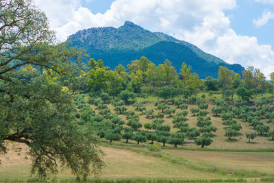 Scenic view of trees on field against sky