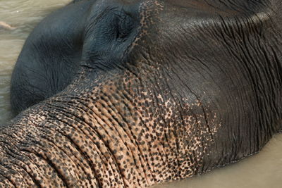 Close-up of elephant