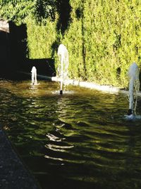 Reflection of trees in water