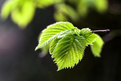 Close-up of green leaves