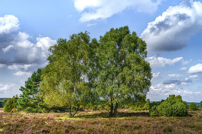 Low angle view of trees on field against sky