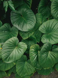 Close up tropical nature green leaf caladium texture background.