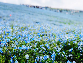 Close-up of flowering plants on field