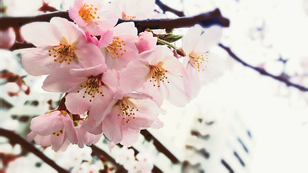 flower, freshness, fragility, branch, cherry blossom, growth, petal, beauty in nature, tree, focus on foreground, blossom, cherry tree, nature, twig, close-up, pink color, in bloom, blooming, fruit tree, springtime