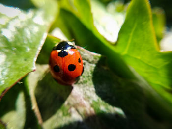 Close-up of ladybug on leaf