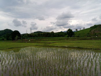 Scenic view of rice field against sky