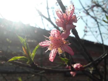 Close-up of pink flowers