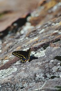 Close-up of insect on rock