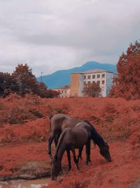 Horse in a field