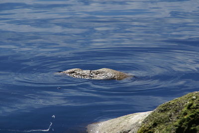 Rock in lake