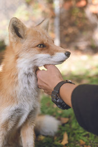 Cute northern fox - fox park in kitami city, hokkaido