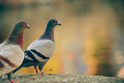 Pigeons relaxing next to a lake