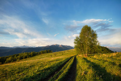 Scenic view of field against sky