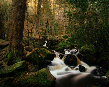 Scenic view of stream in forest