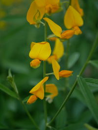 Close-up of yellow flowering plant