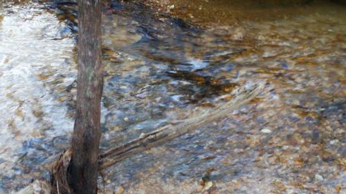 Reflection of trees in water