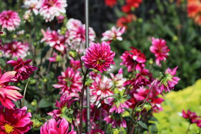 Close-up of pink flowering plants in park