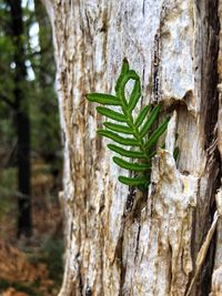 Close-up of moss growing on tree trunk