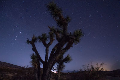 Low angle view of palm tree against sky at night