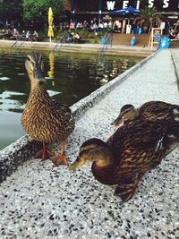 Close-up of mallard duck