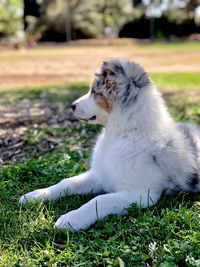 View of dog sitting on field