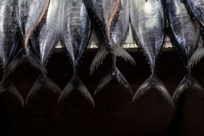 Close-up of fish for sale in market