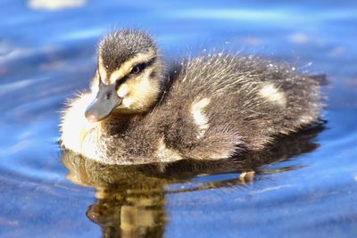 Close-up of a duck in a lake