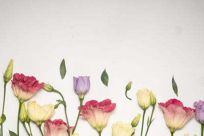 Close-up of multi colored tulips against white background