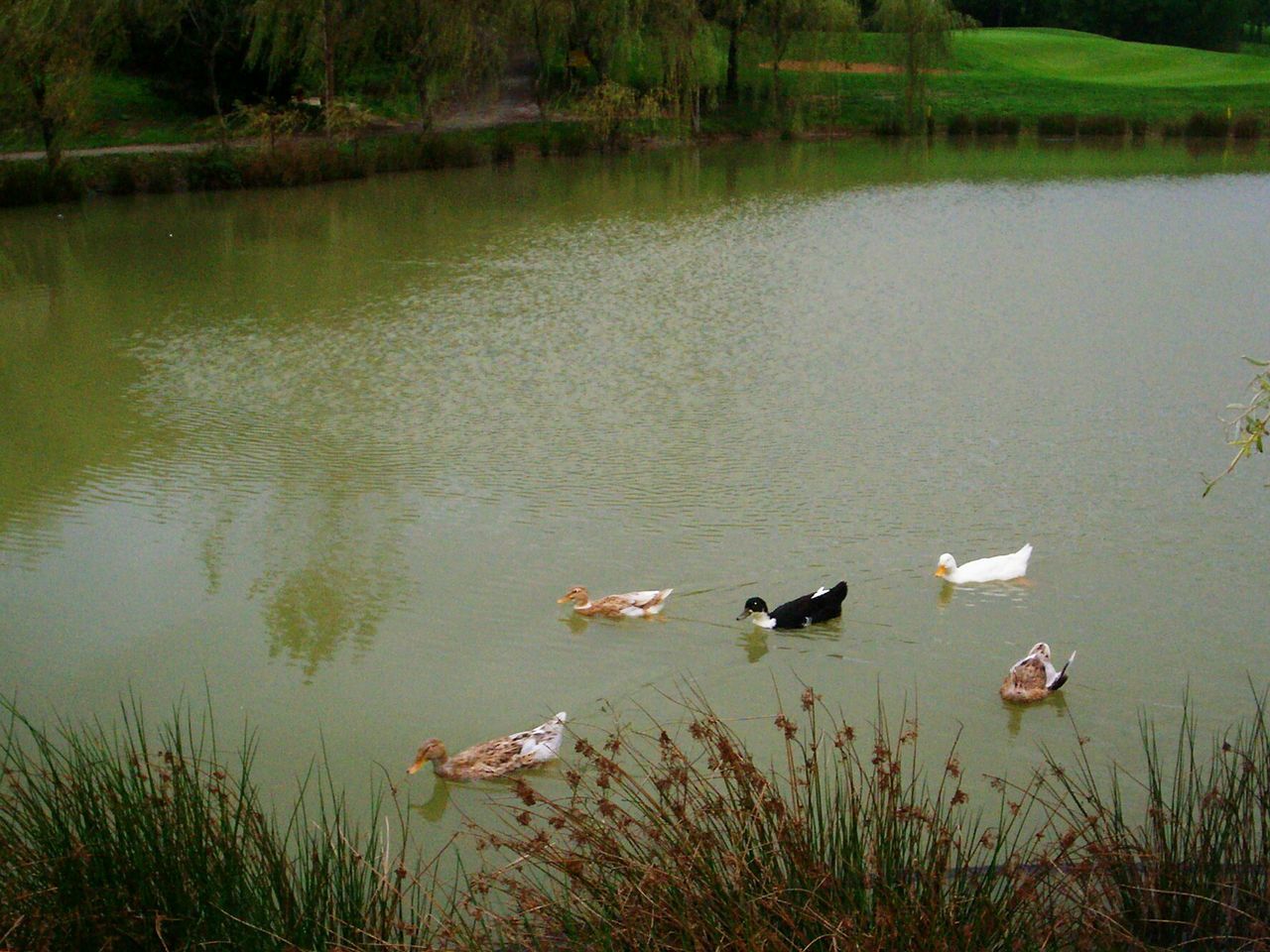 bird, animal themes, water, animals in the wild, lake, wildlife, duck, reflection, swimming, grass, water bird, nature, swan, medium group of animals, tranquility, lakeshore, two animals, high angle view, no people, outdoors