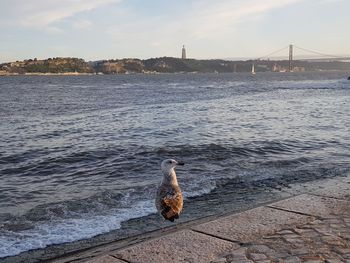 Seagull on a bridge