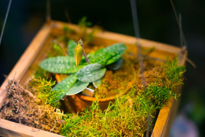 High angle view of snake on plant