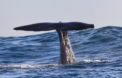 Scenic view of sea against clear sky
