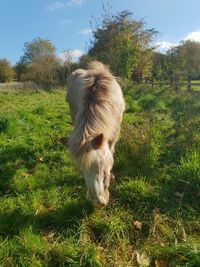 Dog looking away on field