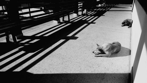 High angle view of dog relaxing on floor