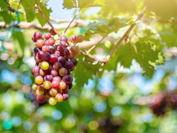 Close-up of berries growing on tree