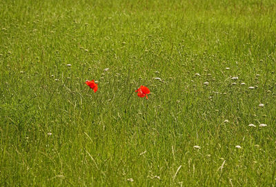 High angle view of red poppies on field