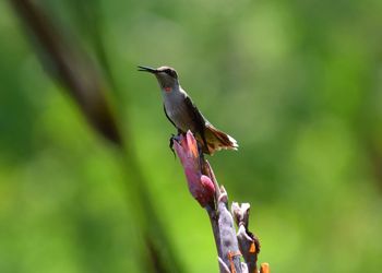 Hummingbird perching on plant