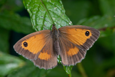 Close-up of butterfly on flower